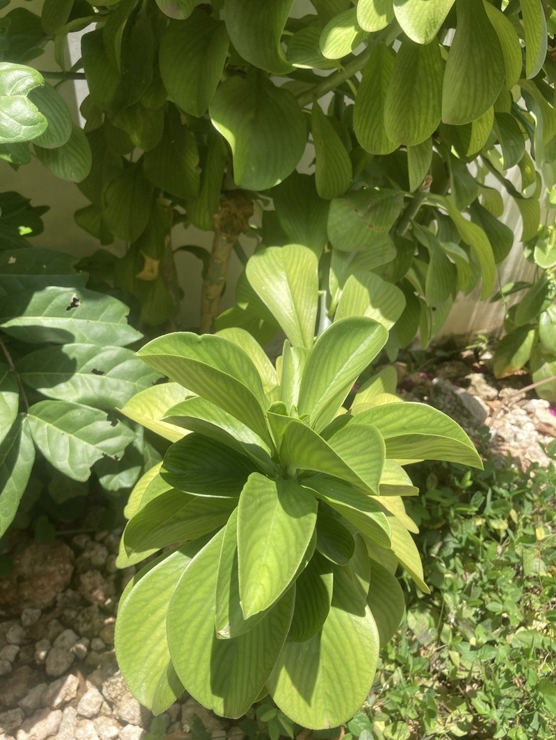 Euphorbia pereskiifolia
