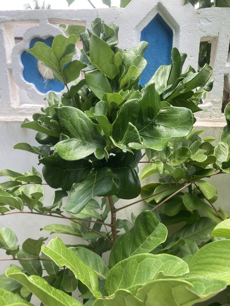 Euphorbia pereskiifolia photo 2