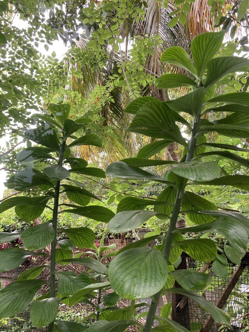 Euphorbia pereskiifolia photo 3