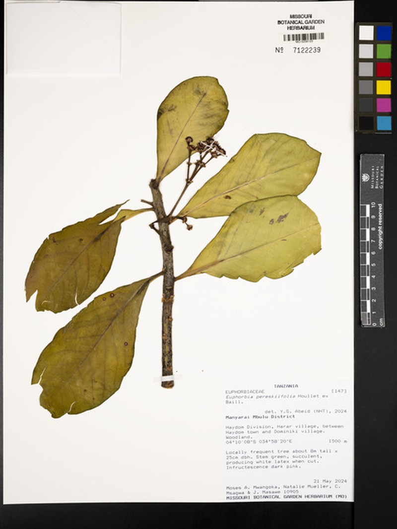 Euphorbia pereskiifolia photo 4