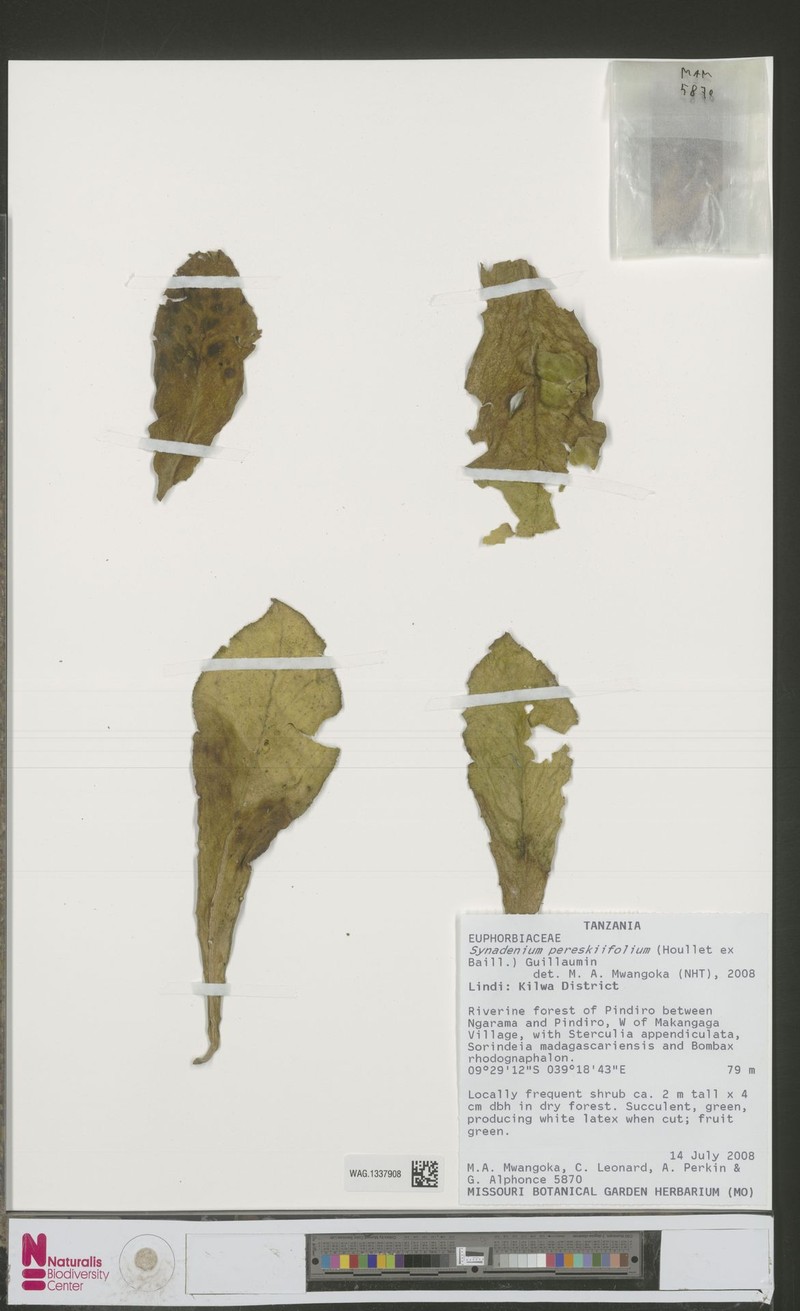 Euphorbia pereskiifolia photo 6