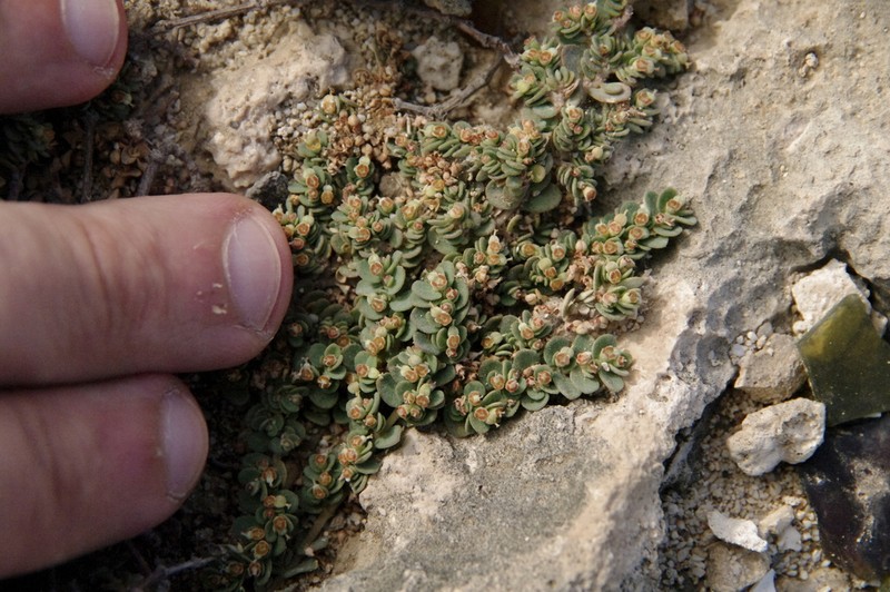 Euphorbia pergamena