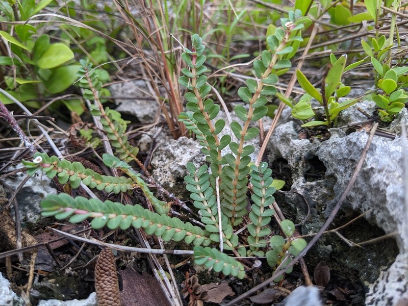 Euphorbia pergamena photo 2