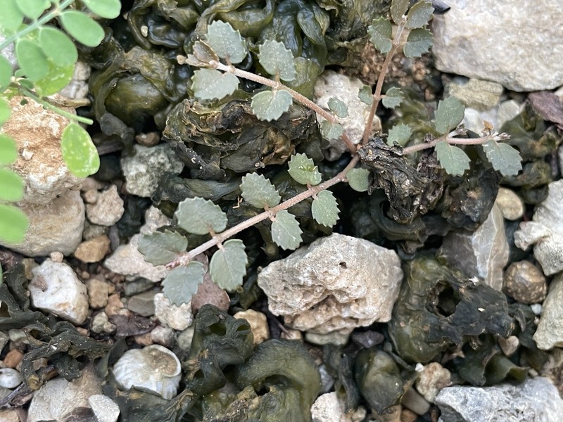 Euphorbia pergamena photo 3