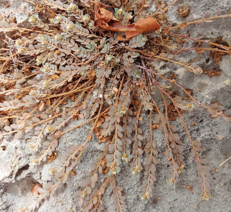 Euphorbia pergamena photo 4