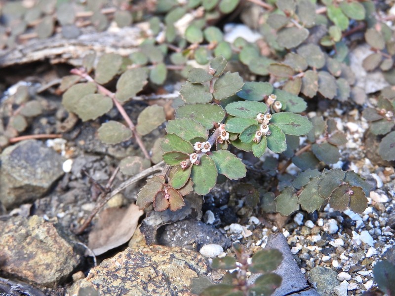 Euphorbia pergamena photo 5