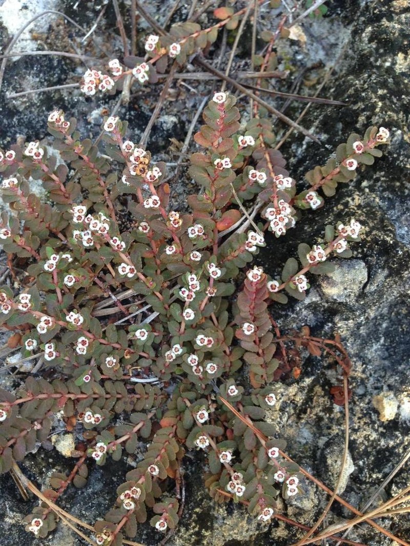 Euphorbia pergamena photo 6
