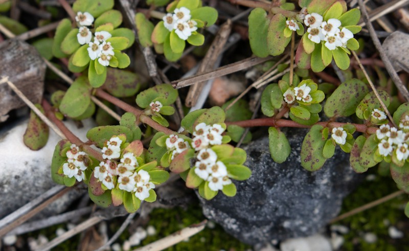 Euphorbia pergamena photo 7