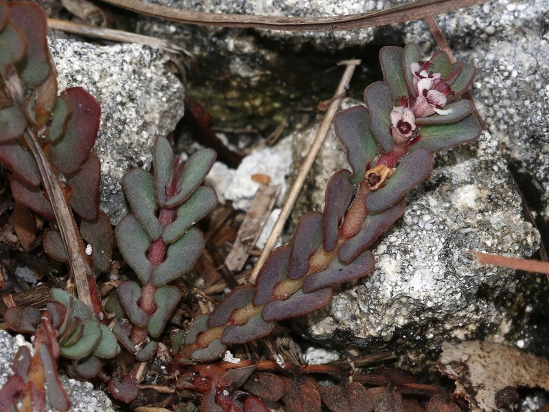 Euphorbia pergamena photo 8