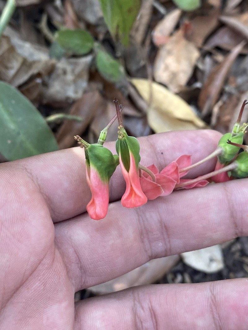 Euphorbia peritropoides