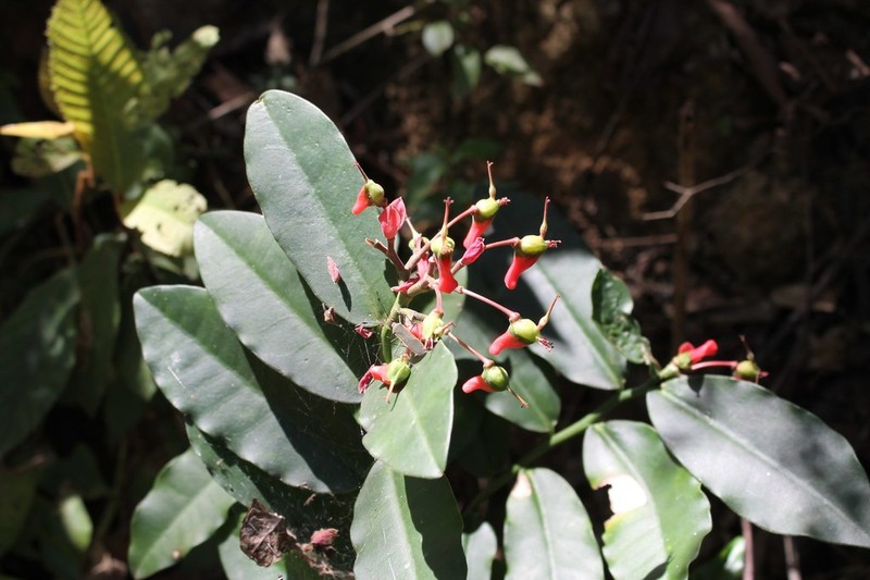 Euphorbia peritropoides photo 2