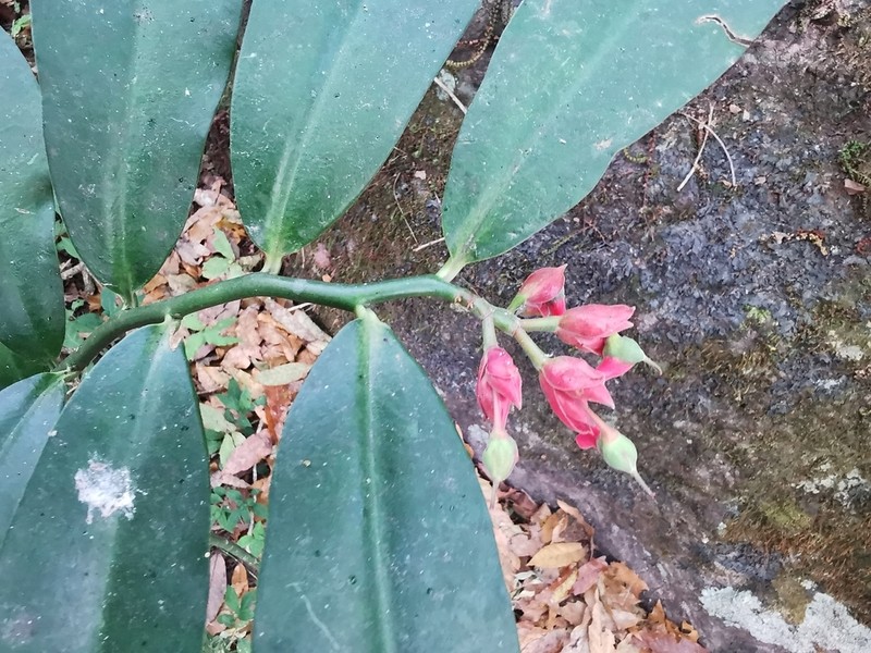 Euphorbia peritropoides photo 3