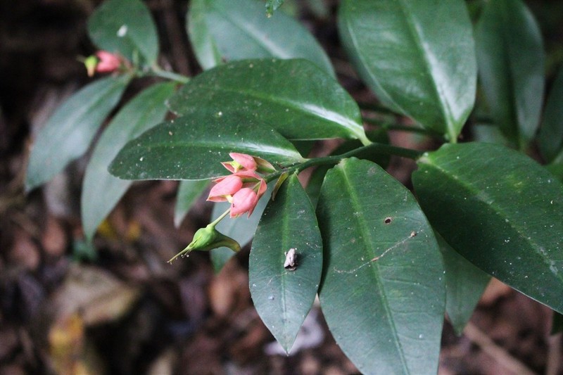 Euphorbia peritropoides photo 5