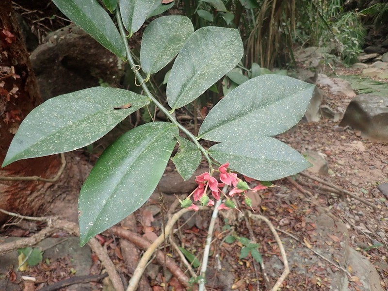 Euphorbia peritropoides photo 6