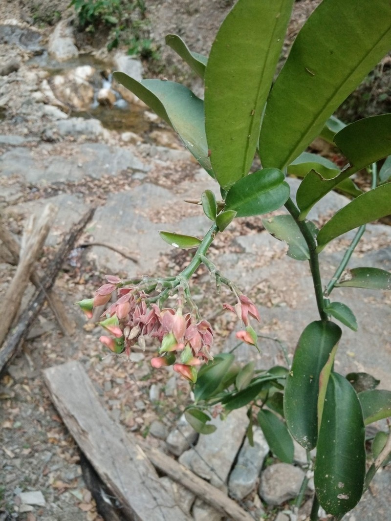 Euphorbia peritropoides photo 7