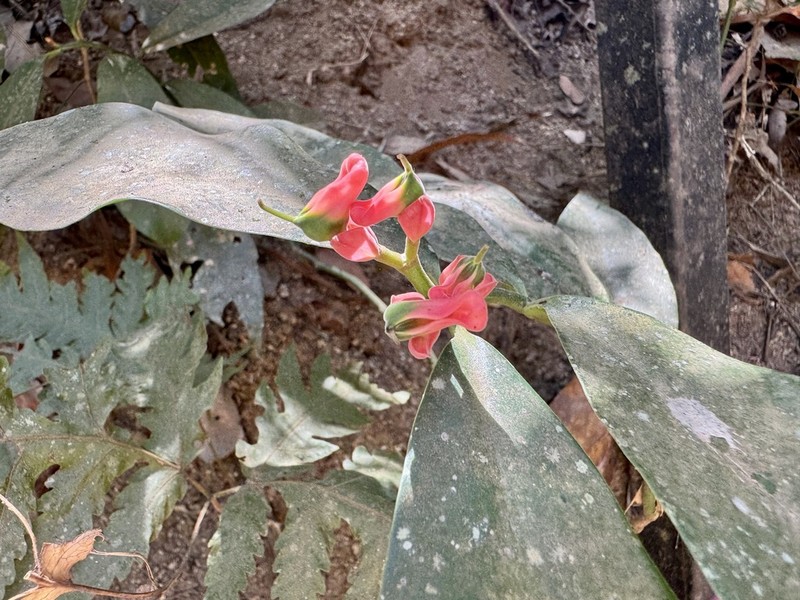 Euphorbia peritropoides photo 8