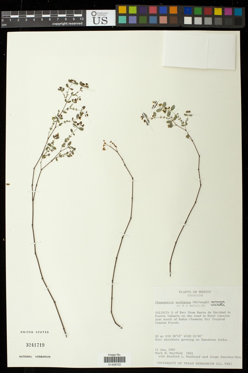 Euphorbia perlignea