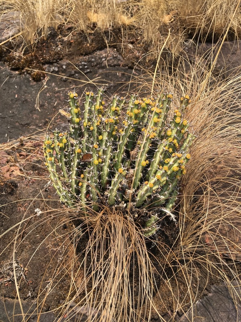 Euphorbia perplexa