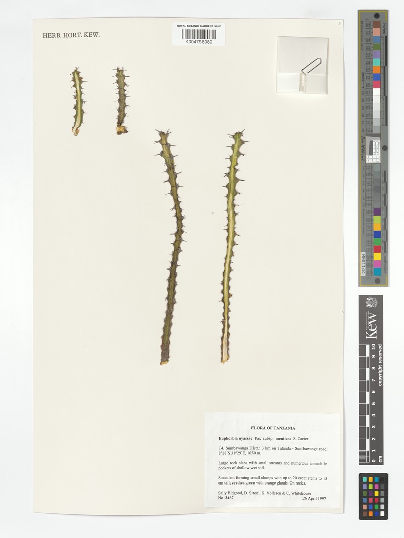 Euphorbia perplexa photo 2