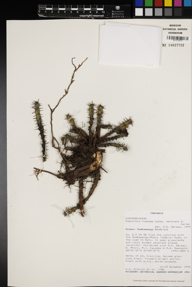 Euphorbia perplexa var. perplexa