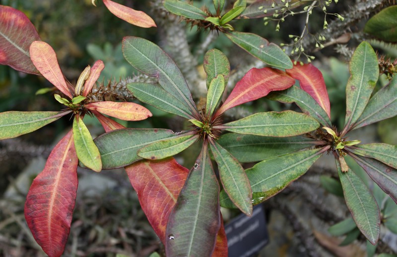 Euphorbia perrieri