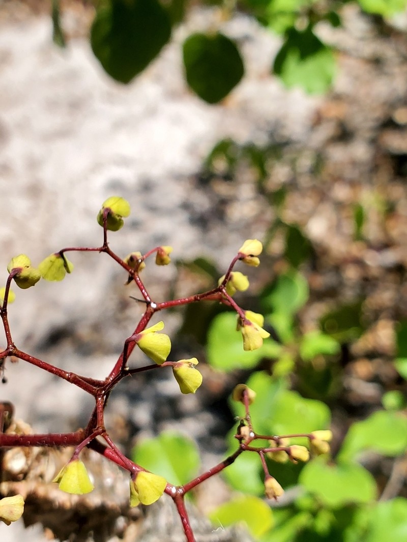 Euphorbia perrieri photo 2