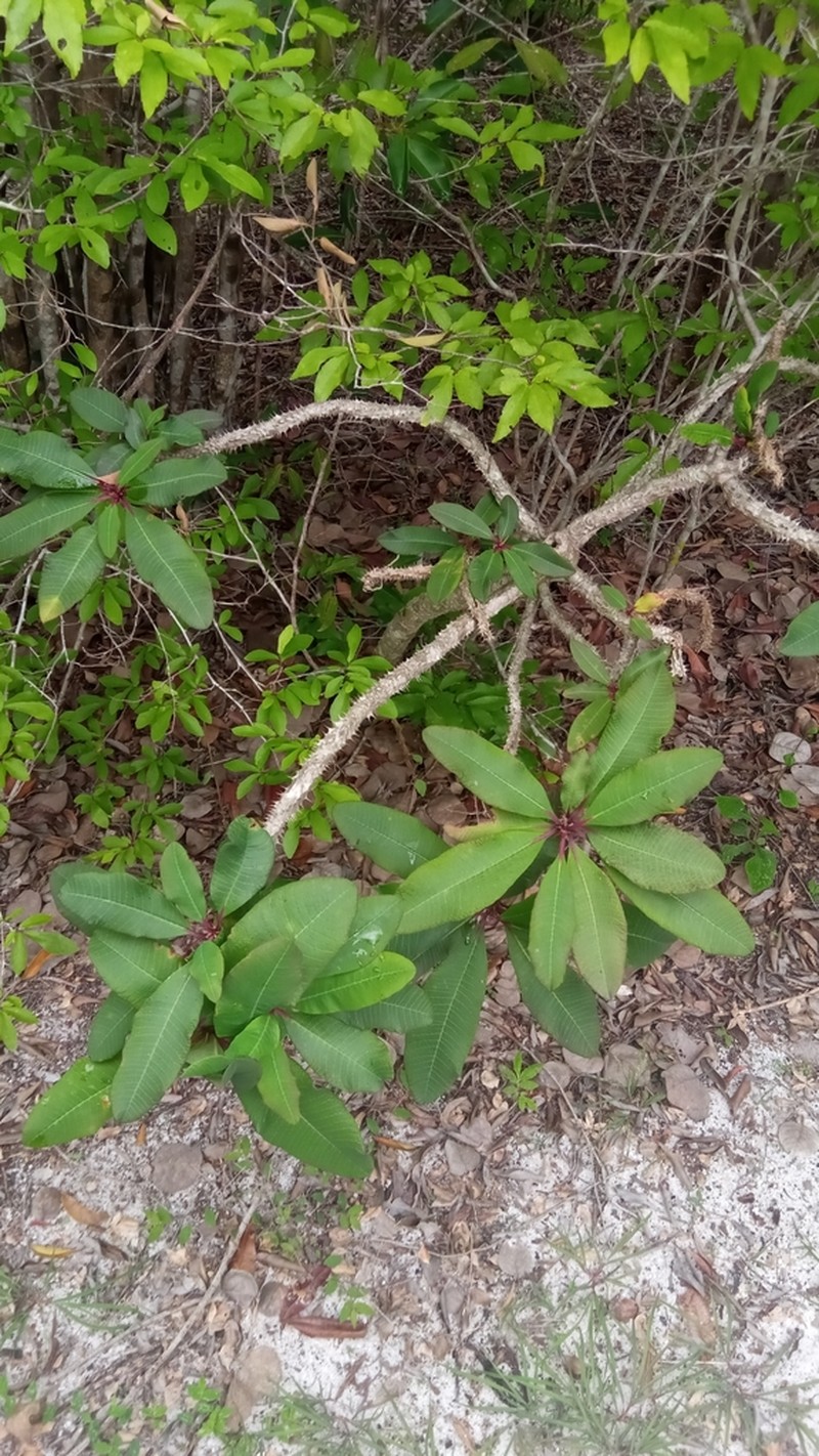 Euphorbia perrieri photo 3