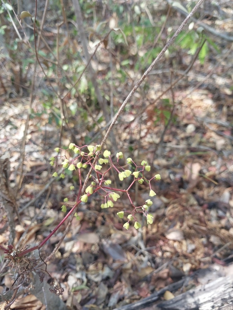 Euphorbia perrieri photo 5