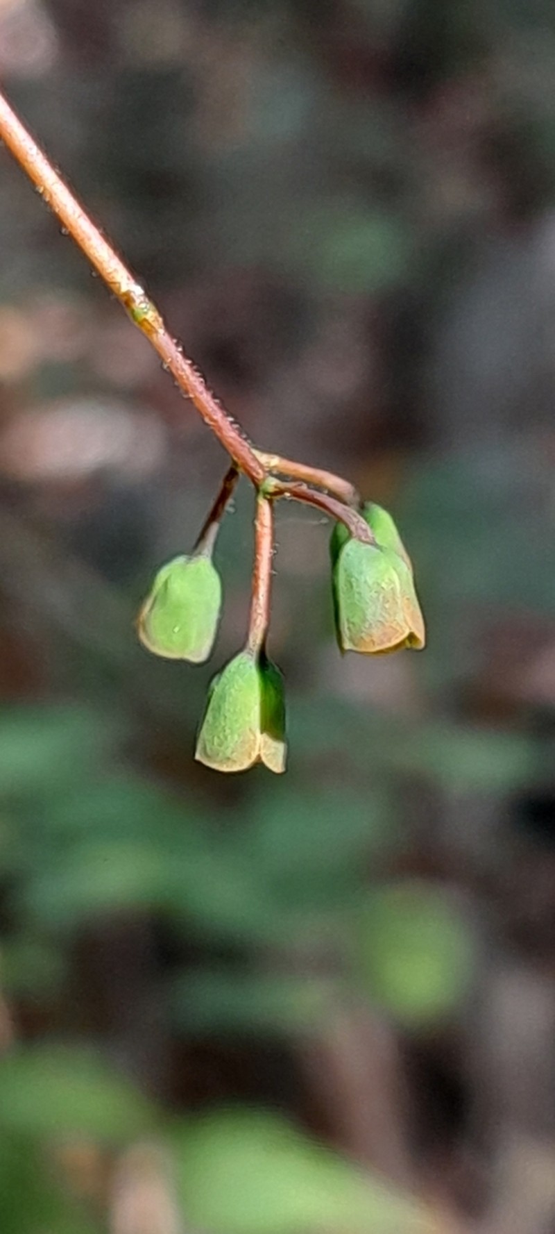 Euphorbia perrieri photo 6