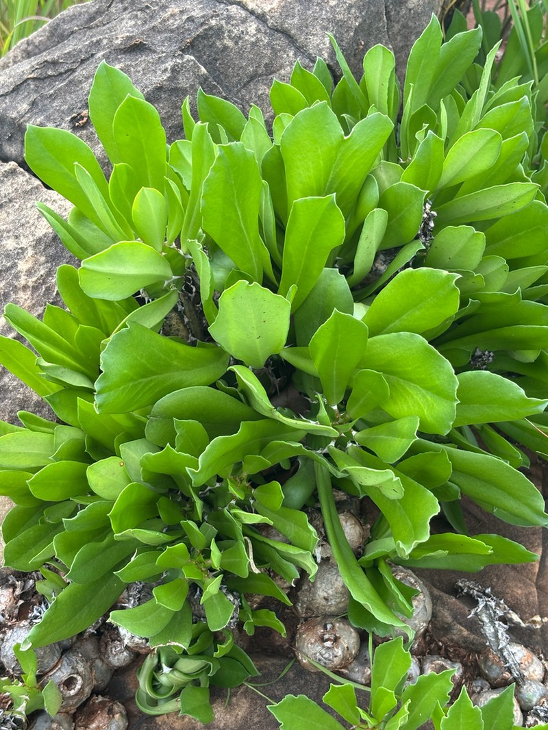 Euphorbia persistentifolia photo 2