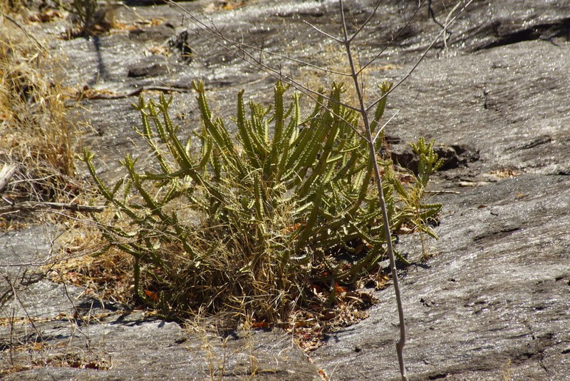 Euphorbia persistentifolia photo 3