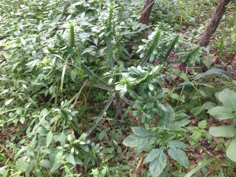 Euphorbia persistentifolia photo 4