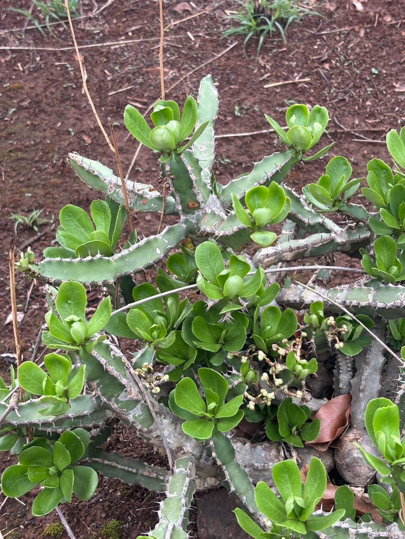Euphorbia persistentifolia photo 5