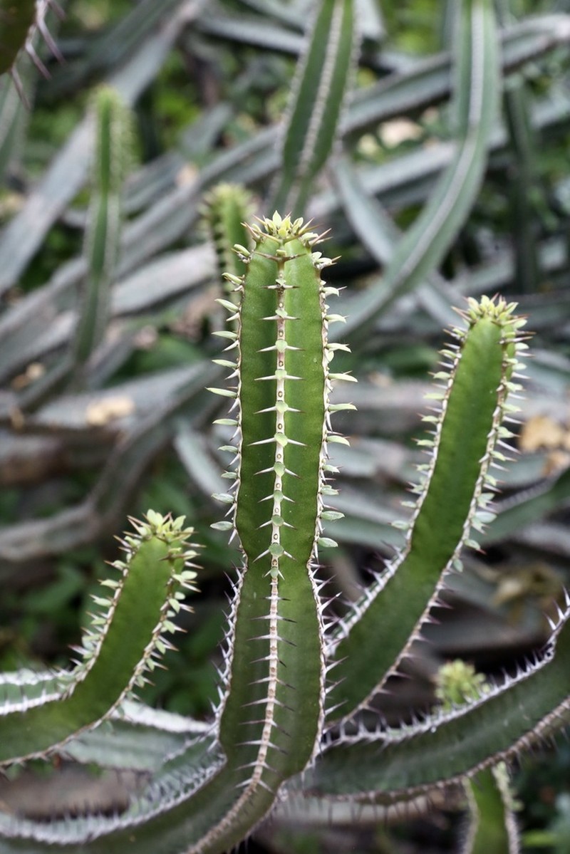 Euphorbia persistentifolia photo 6