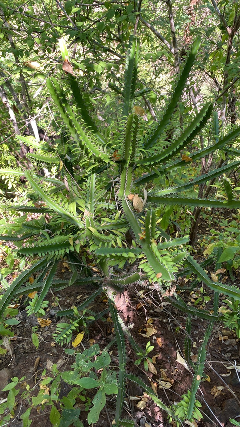 Euphorbia persistentifolia photo 7