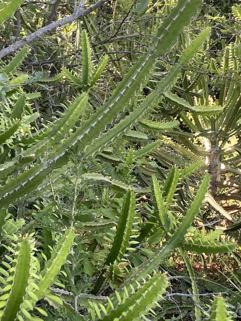 Euphorbia persistentifolia photo 8