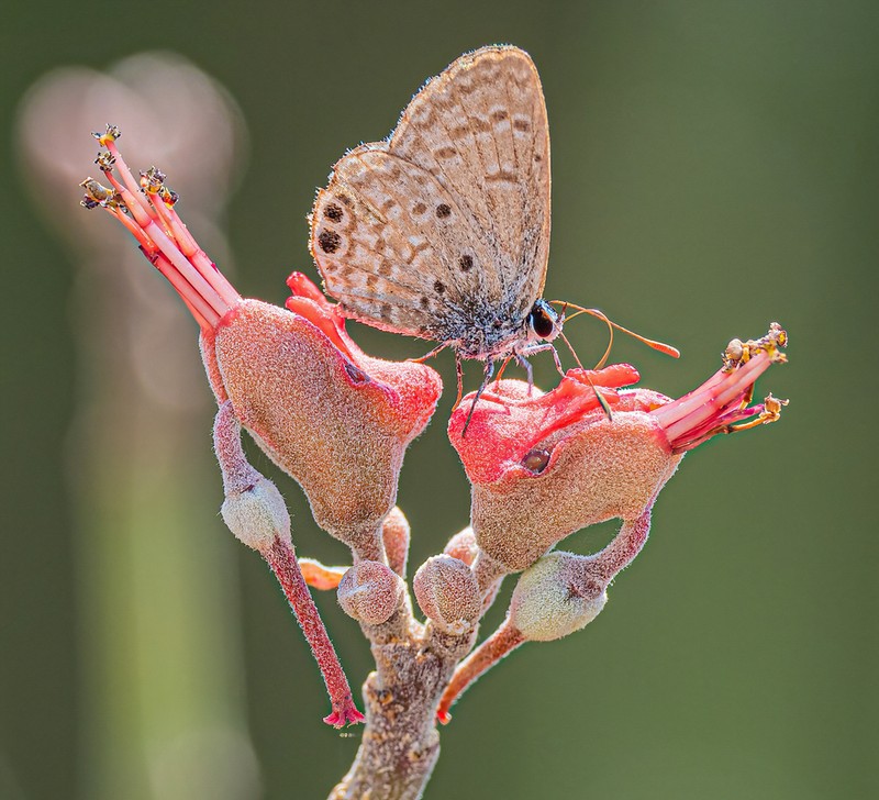 Euphorbia personata