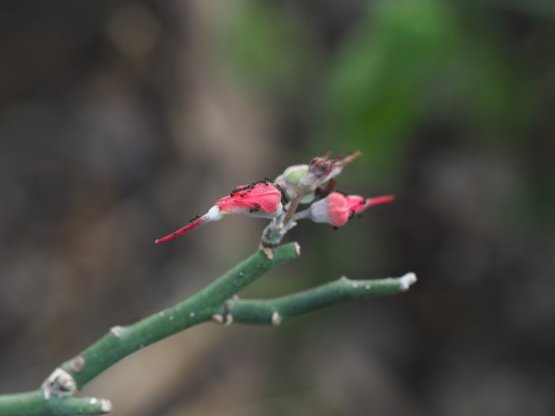 Euphorbia personata photo 2