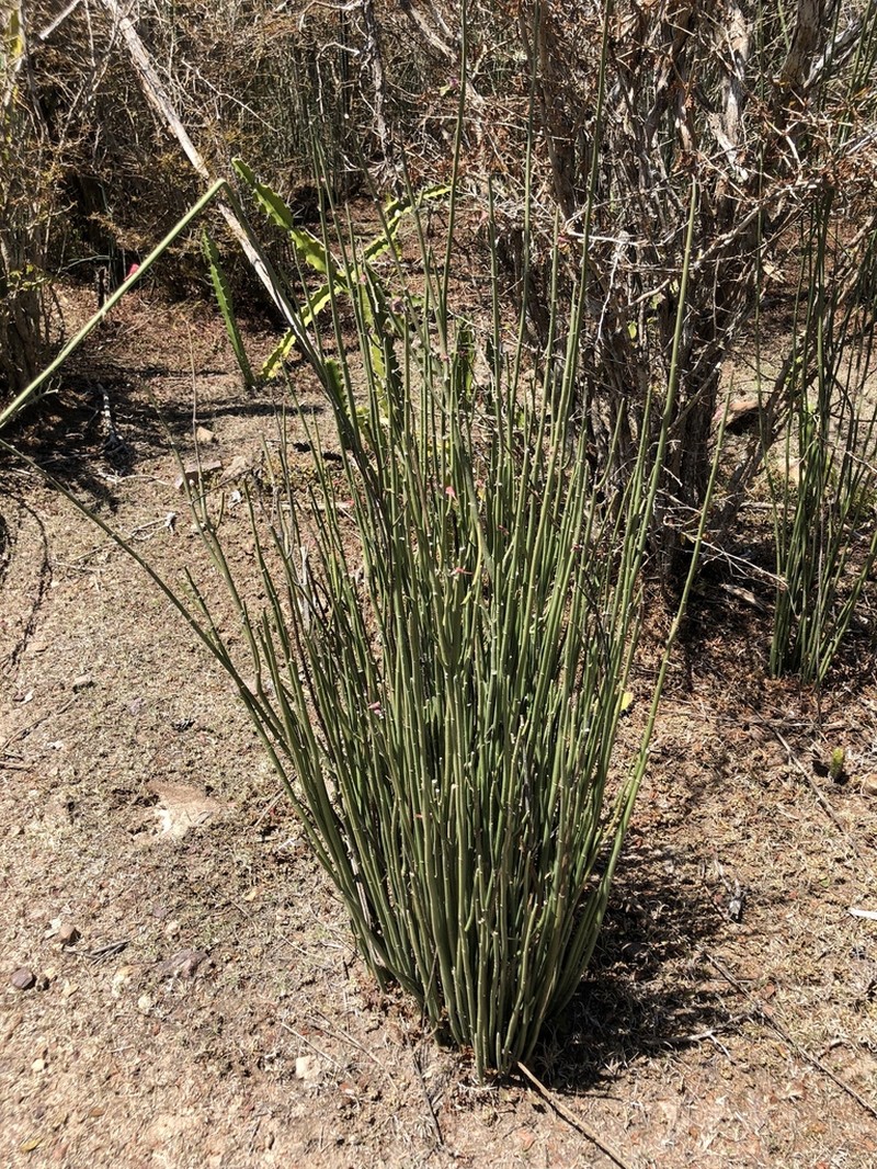 Euphorbia personata photo 3