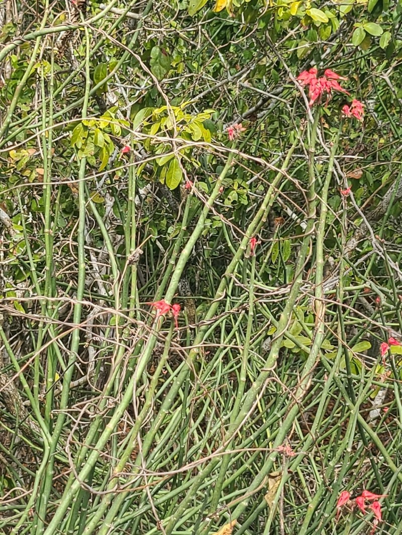 Euphorbia personata photo 5