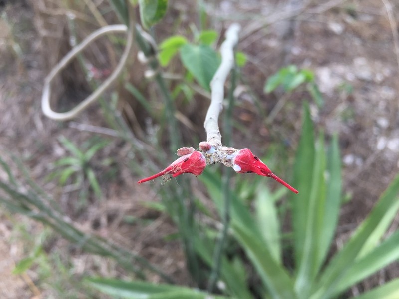 Euphorbia personata photo 6