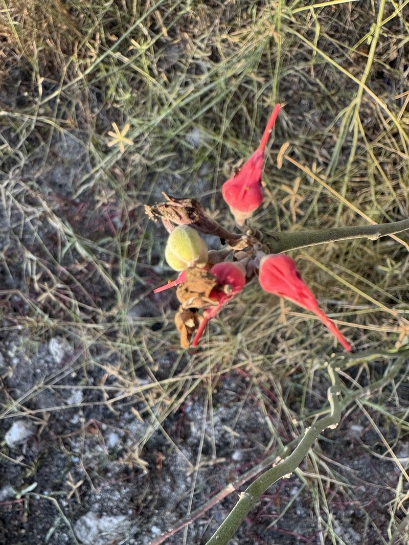 Euphorbia personata photo 8