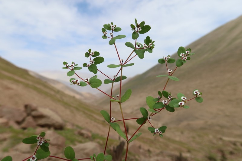 Euphorbia peruviana