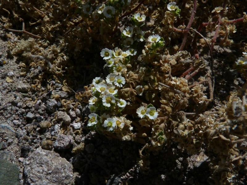Euphorbia peruviana photo 2