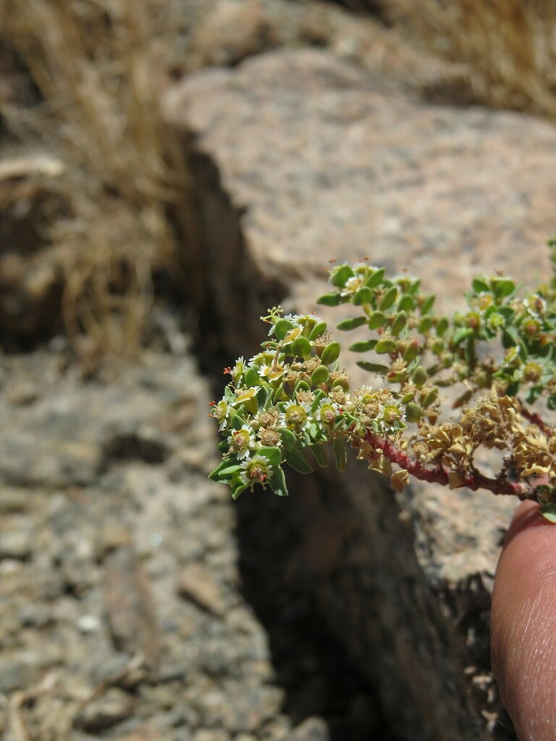 Euphorbia peruviana photo 3