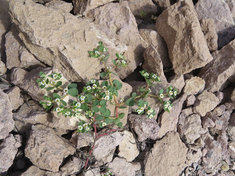 Euphorbia peruviana photo 4