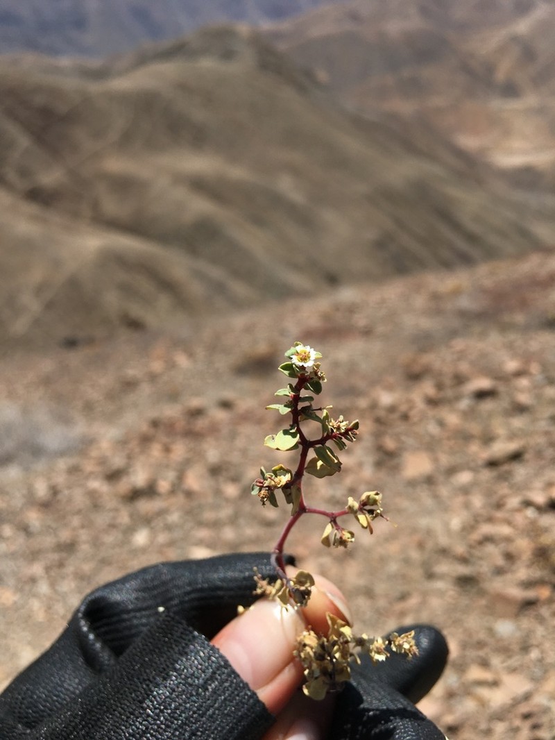 Euphorbia peruviana photo 5
