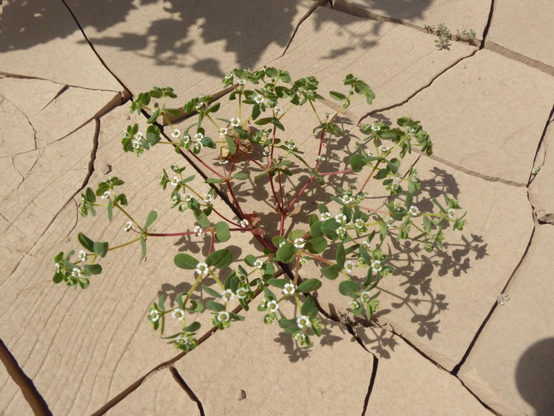 Euphorbia peruviana photo 6