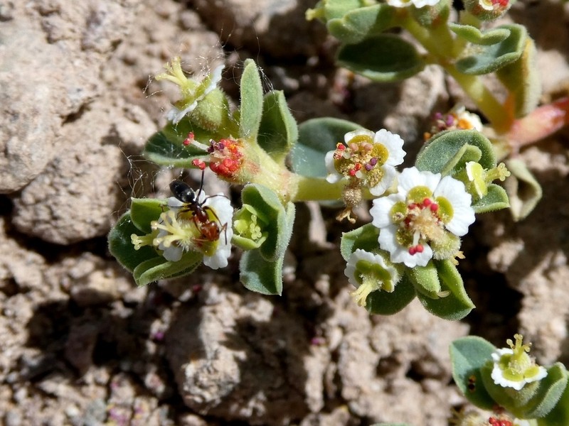 Euphorbia peruviana photo 7