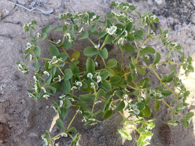 Euphorbia peruviana photo 8